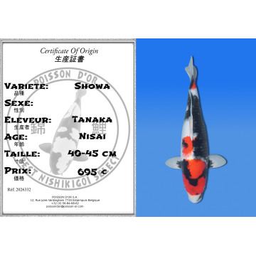 Koi Japan Nisai Showa kweker Tanaka 40-45 cm