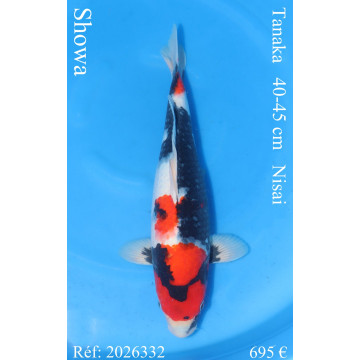 Koi Japan Nisai Showa kweker Tanaka 40-45 cm
