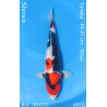 Koi Japan Nisai Showa kweker Tanaka 40-45 cm