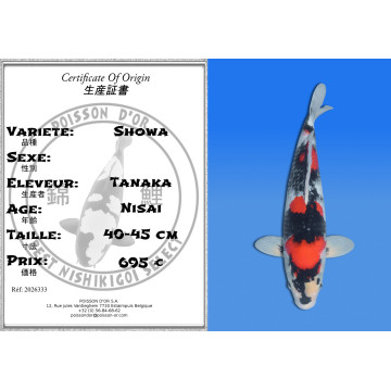 Koi Japon Nisai Showa eleveur Tanaka 40-45 cm