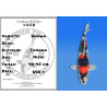 Koi Japan Nisai Showa kweker Tanaka 40-45 cm