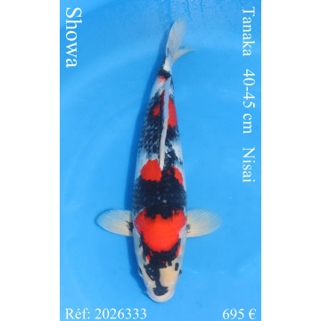 Koi Japan Nisai Showa kweker Tanaka 40-45 cm