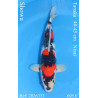 Koi Japon Nisai Showa eleveur Tanaka 40-45 cm