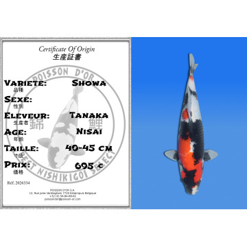 Koi Japan Nisai Showa kweker Tanaka 40-45 cm