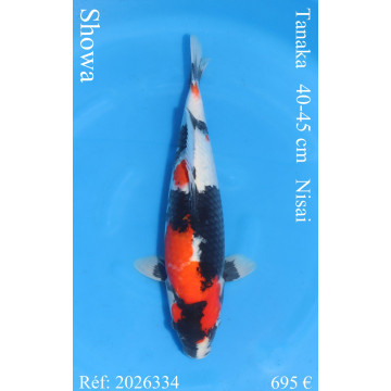 Koi Japan Nisai Showa kweker Tanaka 40-45 cm
