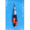 Koi Japan Nisai Showa kweker Tanaka 40-45 cm