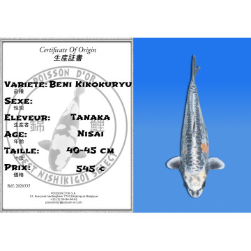 Koi Japan Nisai Beni Kikokuryu kweker Tanaka 40-45 cm