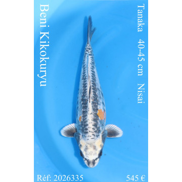 Koi Japon Nisai Beni Kikokuryu eleveur Tanaka 40-45 cm
