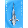 Koi Japon Nisai Beni Kikokuryu eleveur Tanaka 40-45 cm