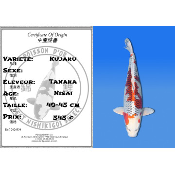 Koi Japan Nisai Kujaku kweker Tanaka 40-45 cm