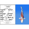 Koi Japan Nisai Kujaku kweker Tanaka 40-45 cm