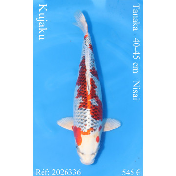 Koi Japon Nisai Kujaku eleveur Tanaka 40-45 cm