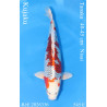 Koi Japon Nisai Kujaku eleveur Tanaka 40-45 cm