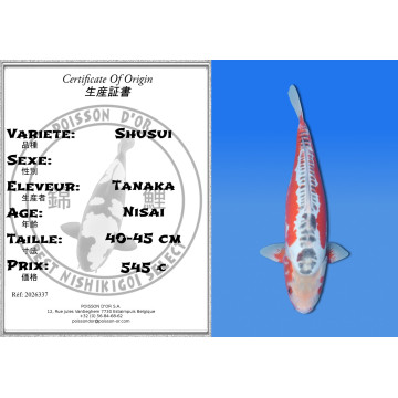 Koi Japan Nisai Shusui kweker Tanaka 40-45 cm
