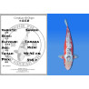 Koi Japan Nisai Shusui kweker Tanaka 40-45 cm