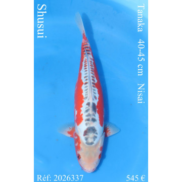 Koi Japon Nisai Shusui eleveur Tanaka 40-45 cm