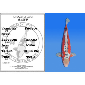 Koi Japan Nisai Shusui kweker Tanaka 40-45 cm