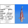 Koi Japan Nisai Shusui kweker Tanaka 40-45 cm