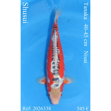Koi Japan Nisai Shusui kweker Tanaka 40-45 cm