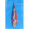 Koi Japan Nisai Shusui kweker Tanaka 40-45 cm
