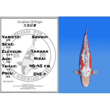 Koi Japan Nisai Shusui kweker Tanaka 40-45 cm