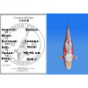 Koi Japan Nisai Shusui kweker Tanaka 40-45 cm