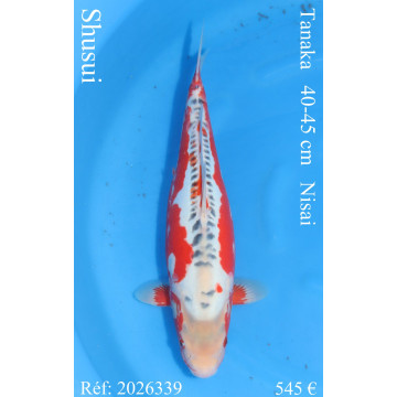 Koi Japan Nisai Shusui kweker Tanaka 40-45 cm