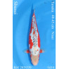 Koi Japan Nisai Shusui kweker Tanaka 40-45 cm
