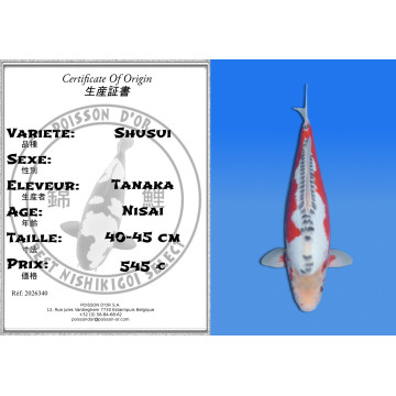 Koi Japan Nisai Shusui kweker Tanaka 40-45 cm