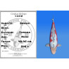 Koi Japon Nisai Shusui eleveur Tanaka 40-45 cm