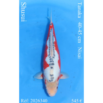 Koi Japan Nisai Shusui kweker Tanaka 40-45 cm