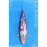 Koi Japon Nisai Shusui eleveur Tanaka 40-45 cm