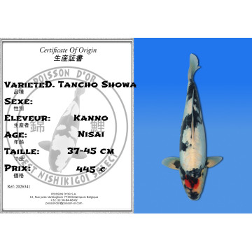 Koi Japon Nisai D. Tancho Showa eleveur Kanno 37-45 cm