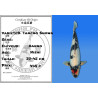 Koi Japon Nisai D. Tancho Showa eleveur Kanno 37-45 cm