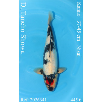 Koi Japon Nisai D. Tancho Showa eleveur Kanno 37-45 cm