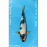 Koi Japan Nisai D. Tancho Showa kweker Kanno 37-45 cm