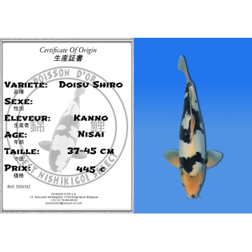 Koi Japon Nisai Doisu Shiro eleveur Kanno 37-45 cm