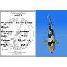 Koi Japan Nisai Doisu Shiro kweker Kanno 37-45 cm