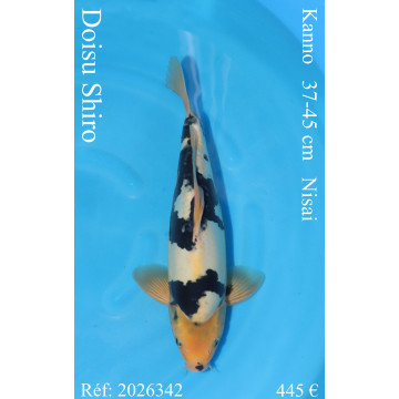 Koi Japon Nisai Doisu Shiro eleveur Kanno 37-45 cm