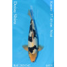 Koi Japan Nisai Doisu Shiro kweker Kanno 37-45 cm