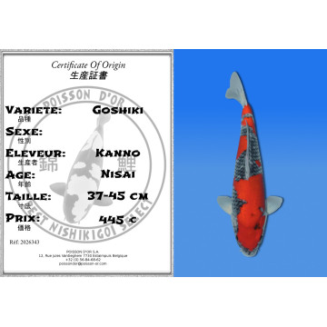 Koi Japon Nisai Goshiki eleveur Kanno 37-45 cm