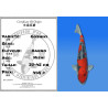Koi Japan Nisai Goshiki kweker Kanno 37-45 cm