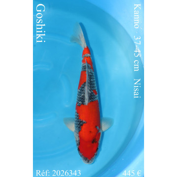 Koi Japan Nisai Goshiki kweker Kanno 37-45 cm