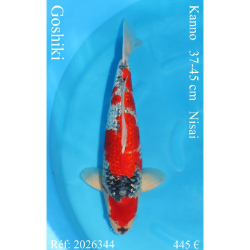 Koi Japan Nisai Goshiki kweker Kanno 37-45 cm