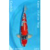 Koi Japon Nisai Goshiki eleveur Kanno 37-45 cm