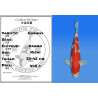 Koi Japon Nisai Goshiki eleveur Kanno 37-45 cm