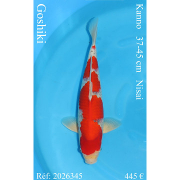 Koi Japan Nisai Goshiki kweker Kanno 37-45 cm
