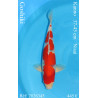 Koi Japan Nisai Goshiki kweker Kanno 37-45 cm