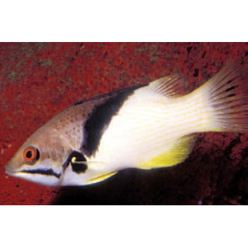 Bodianus mesothorax : 5 à 8 cm  