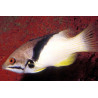 Bodianus mesothorax : 5 à 8 cm  
